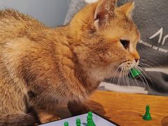 -这儿没有猫·猫咖萌宠馆·撸猫