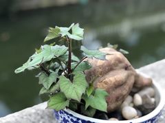 -聚成源(芦庄店)