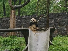 -都江堰中华大熊猫苑