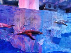 -芜湖新华联大白鲸海洋公园