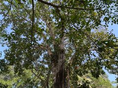 -西双版纳傣族园