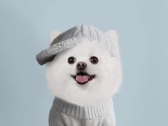 -读宠于你·约克夏比熊·睫角守宫·爬宠售卖(高新店)