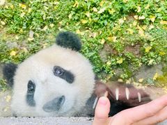 -都江堰中华大熊猫苑