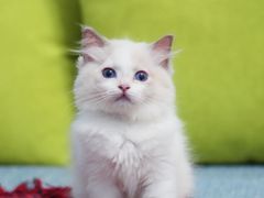-Bastet sally猫舍购宠(静安店)