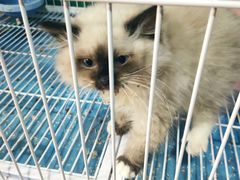 -猫十亿·布偶金渐层·曼基康矮脚猫舍(青年路店)