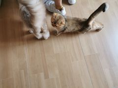 -唐小姐の私宠·宠物洗护美容·撸猫馆·购宠(周浦万达旗舰店)