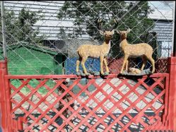 -萌宠亲子动物乐园(槐房万达店)