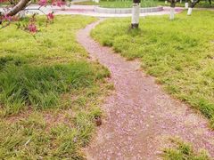 -莲花池公园