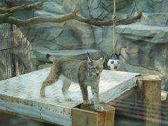 -青藏高原野生动物园