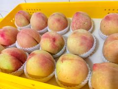 -老袁家蜜桃农场·阳山水蜜桃