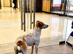 -它主义宠物(梁溪万达店)