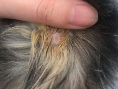 -瑞派福兴宠物医院犬猫全科·骨科·中西医结合(河东店)