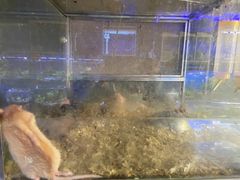 -青石桥花鸟鱼虫市场(叠翠城店)