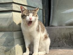 -鸣鹤古镇