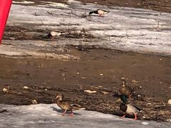 -华彬猛犸滑雪场