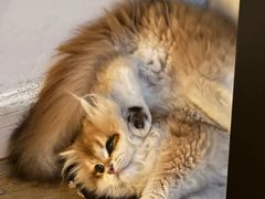 -lincat·猫舍(广州店)