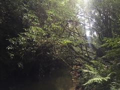 景点-怀托摩萤火虫洞