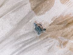 -库塔海滩