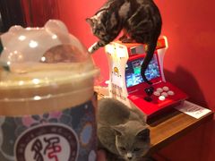 -猫色咖啡·猫咖