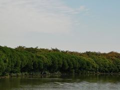 -大湾区中央湿地公园