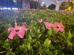 -深圳湾木棉花酒店