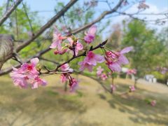 -中国科学院华南植物园