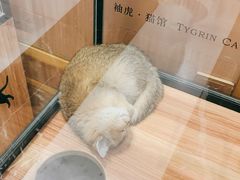 -袖虎·猫馆(体育西路店)