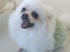 -怪兽屋·羊驼·猫咖·狗咖(俊华广场店)