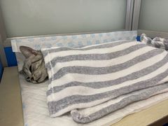 -灵美宠物诊所