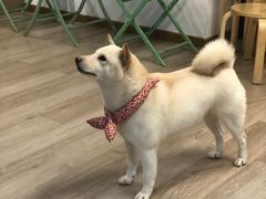 -柴迷FANS CLUB·柴犬狗咖·猫咖