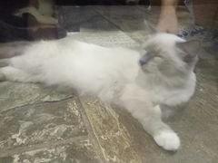 -猫咪博物馆(顶澳仔猫街店)