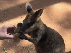 -费瑟代尔野生动物园