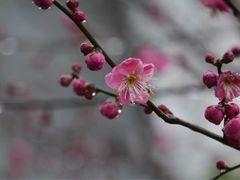 -香雪海
