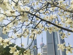 -陆家嘴中心绿地