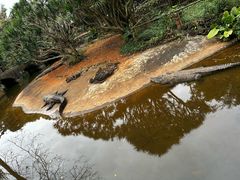 -海南热带野生动植物园