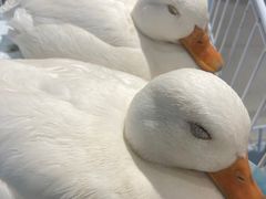 -怪兽屋·羊驼·猫咖·狗咖(俊华广场店)