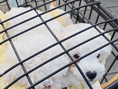 -博特宠物医院24h犬猫全科.骨科·异宠