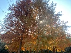 -昆山城市生态森林公园