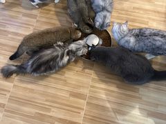 -有喵·猫咖·狗咖·30几只猫10只小狗(岗厦店)