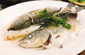 Salted Water Carp