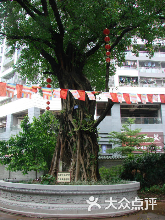 海幢寺-菩提古树图片-广州景点-大众点评网