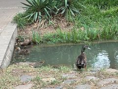 -洛阳市隋唐城遗址植物园