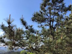 -磬锤峰森林公园