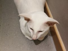 -飞行喵MR PILOT|猫舍·猫咖(静安大融城店)