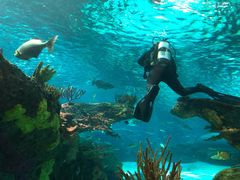 -瑞普利水族馆