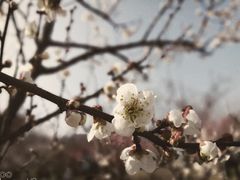 -香雪海