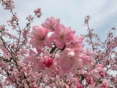 -花开海上生态园