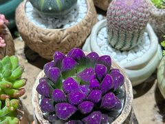 -循礼门鲜花花市(武汉循礼门店)