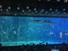 -烟台海昌鲸鲨海洋公园