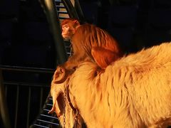 -泉州海丝野生动物世界